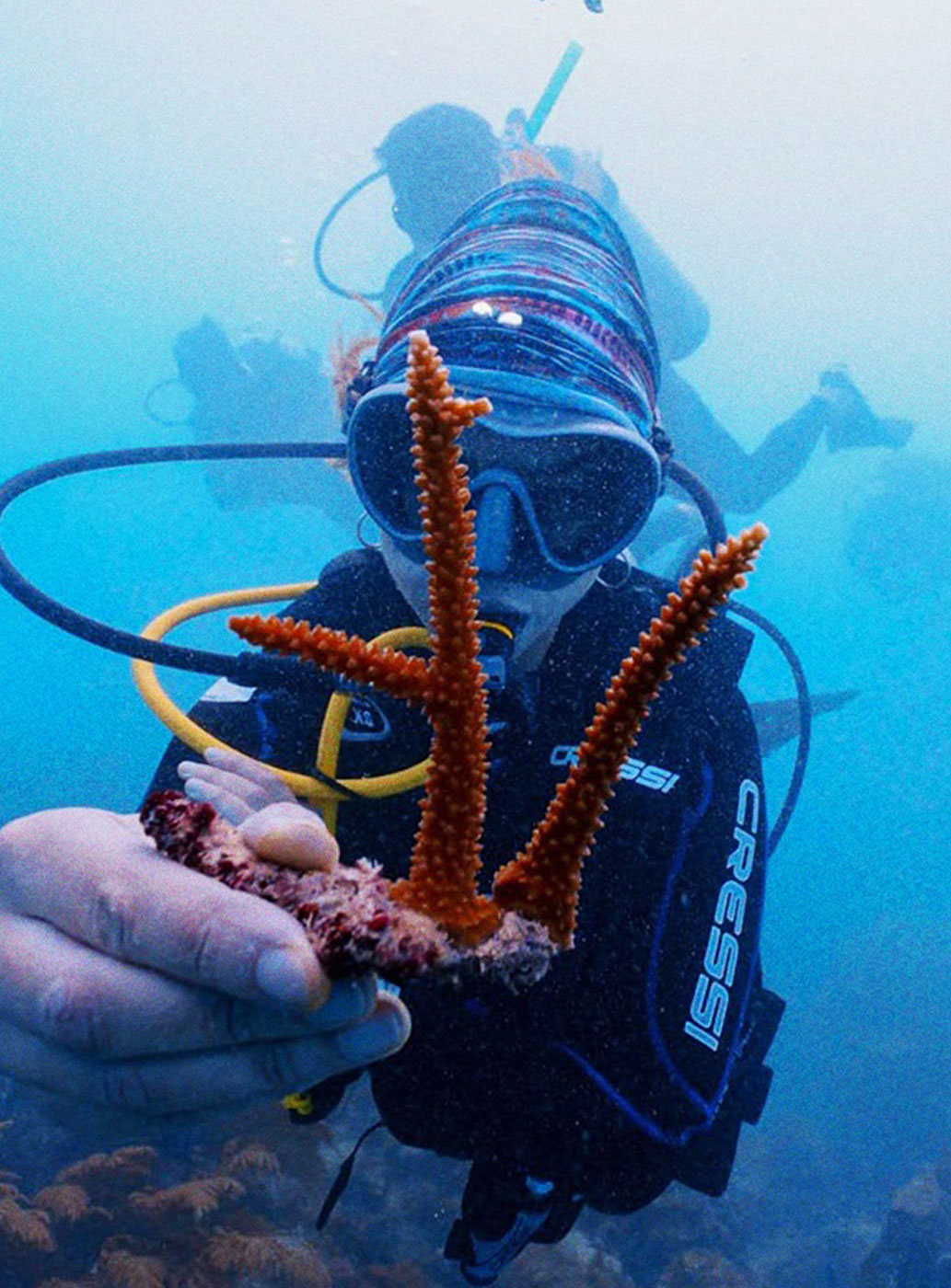 Restauración de coral en el Caribe
